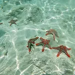 Mambo Paradise