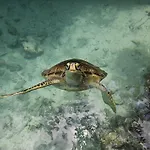Mbaliparadise Guest Lodge Pemba