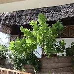 Gecko House