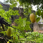 Mbweni Ruins & Gardens Previously Jungle Paradise