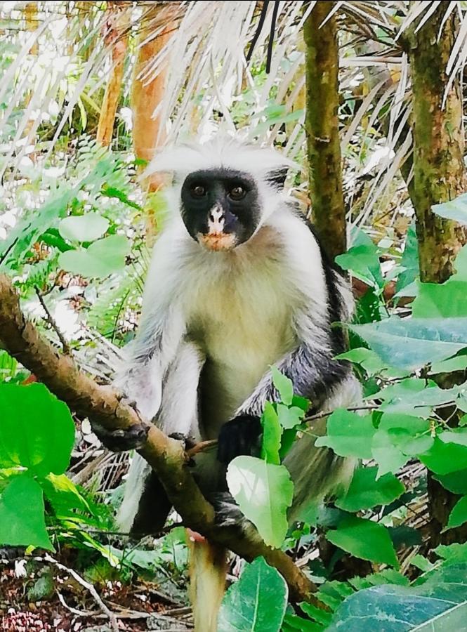 Red Monkey *