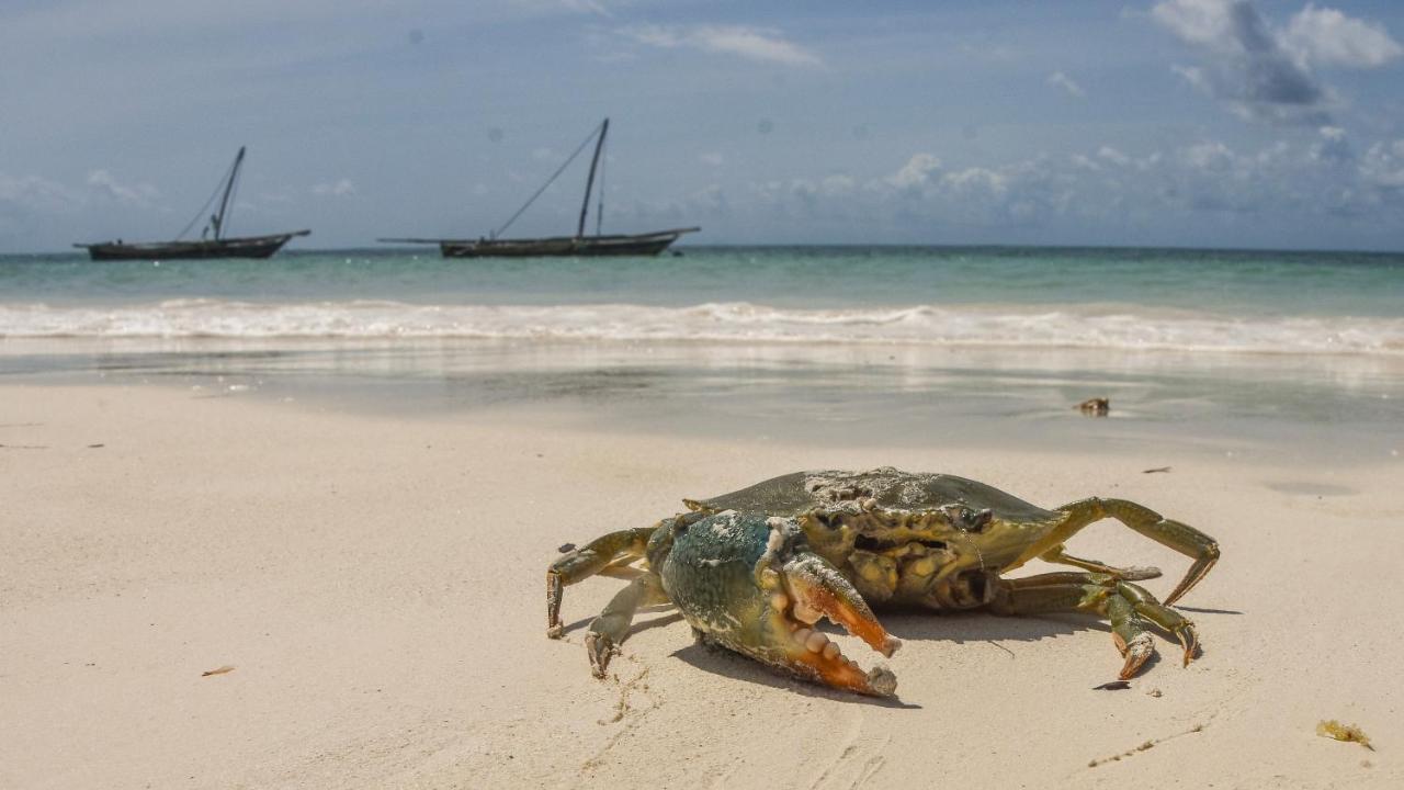 Malaika Jambiani (Zanzibar)