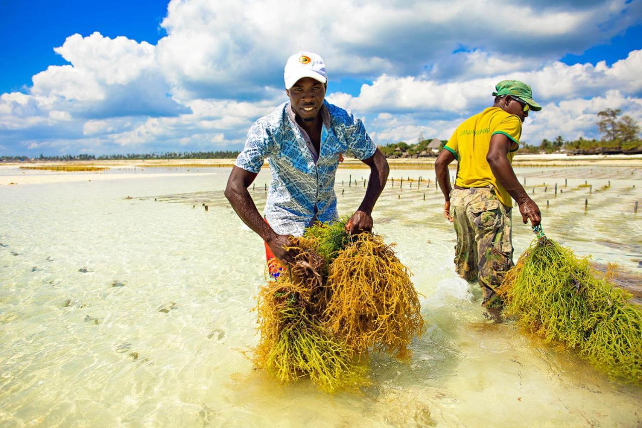 The Island - (adults Only) Hotel Pongwe