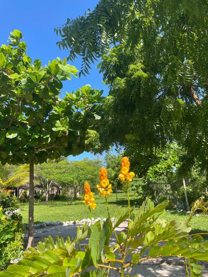 Botanica Eco *