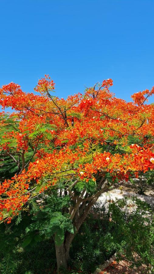 Frangipani House Zanzibar Homestay *