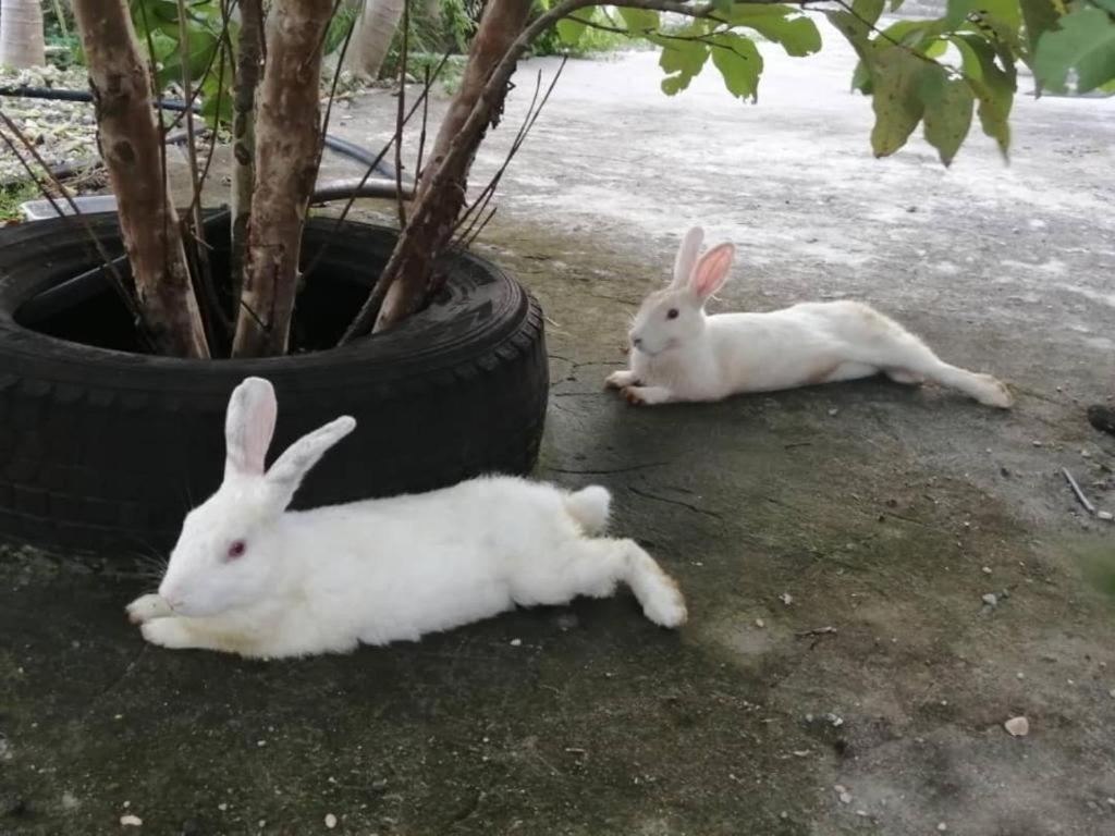 Zanzibar Rabbit Houses By Swahili Smile Luxury Guest house