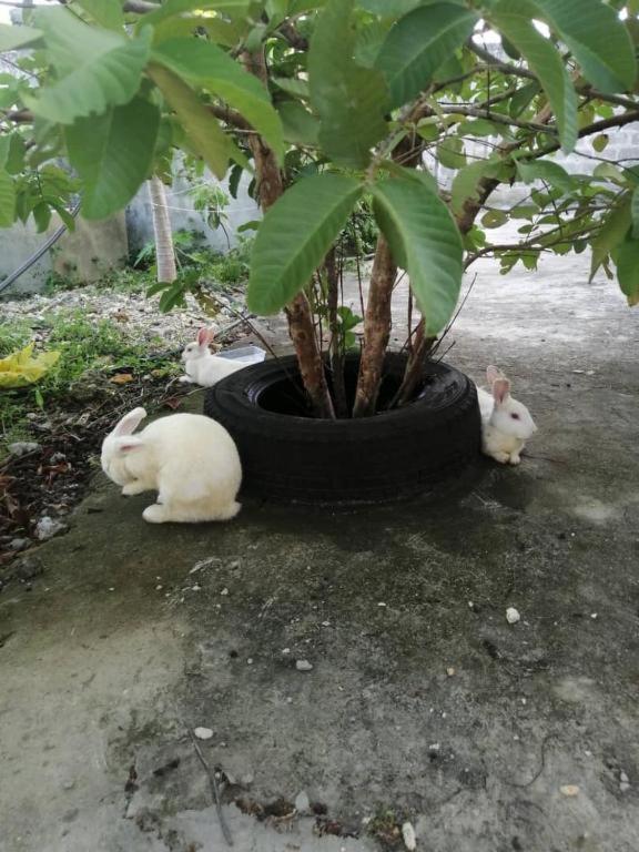 Zanzibar Rabbit Houses By Swahili Smile Luxury Guest house Kendwa