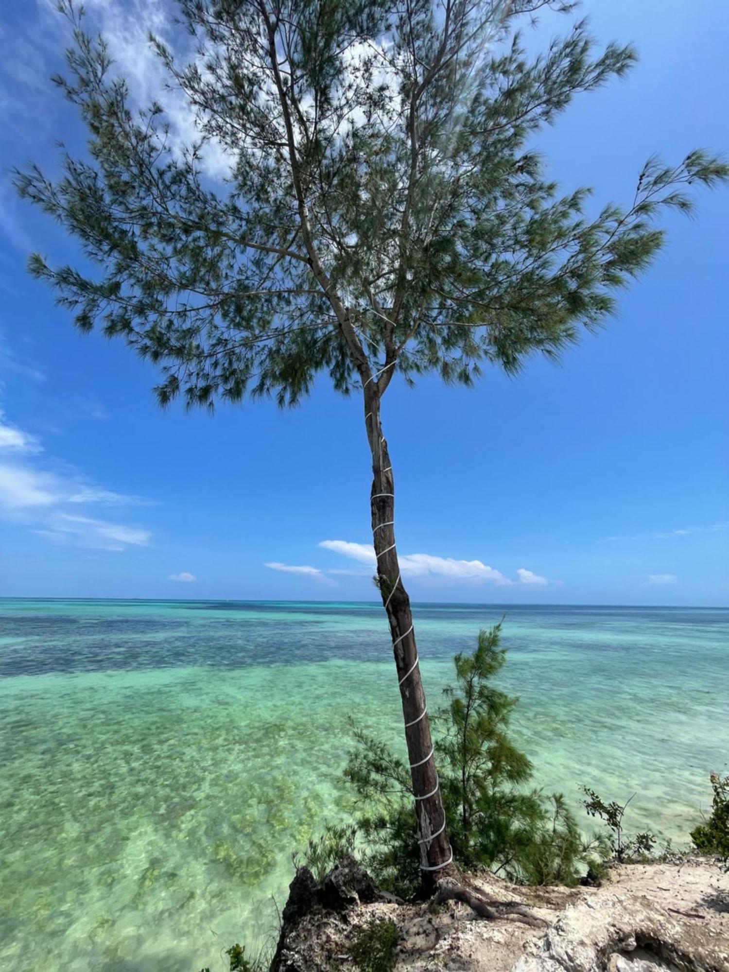 White Star Ocean View Hotel Paje