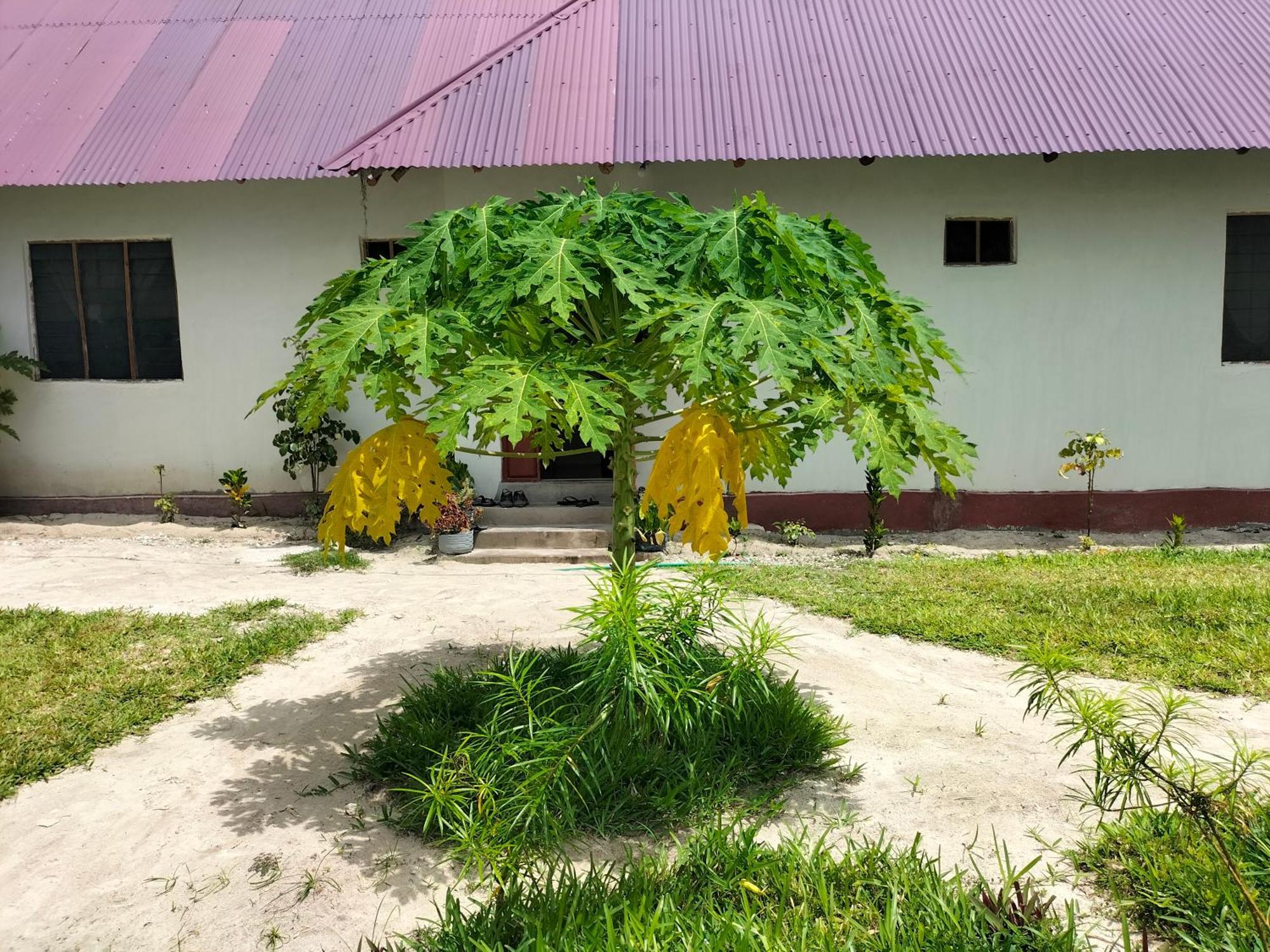 Hostel Mambo Leo