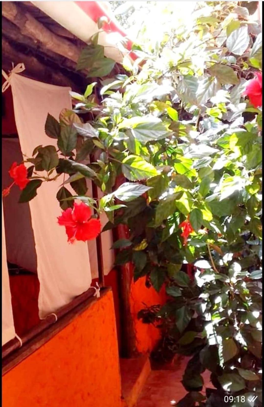Sipano Kiwengwa Bed & Breakfast
