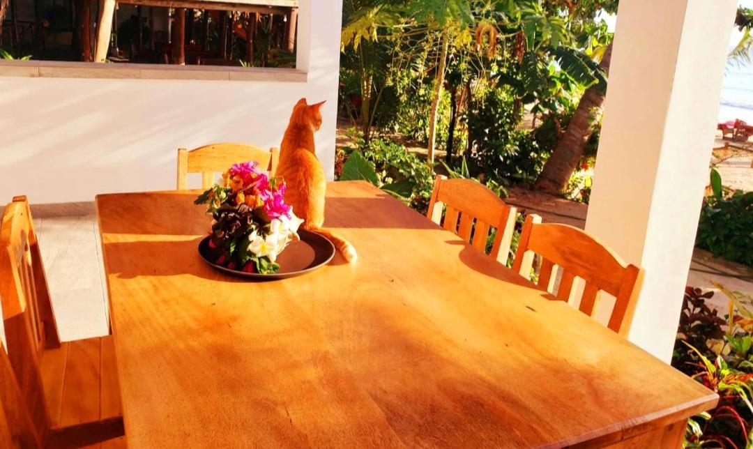 Sipano Kiwengwa Bed & Breakfast