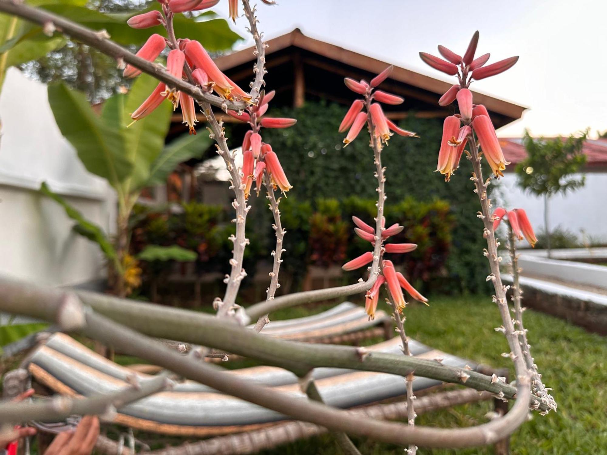 Guest house Garden Pearls