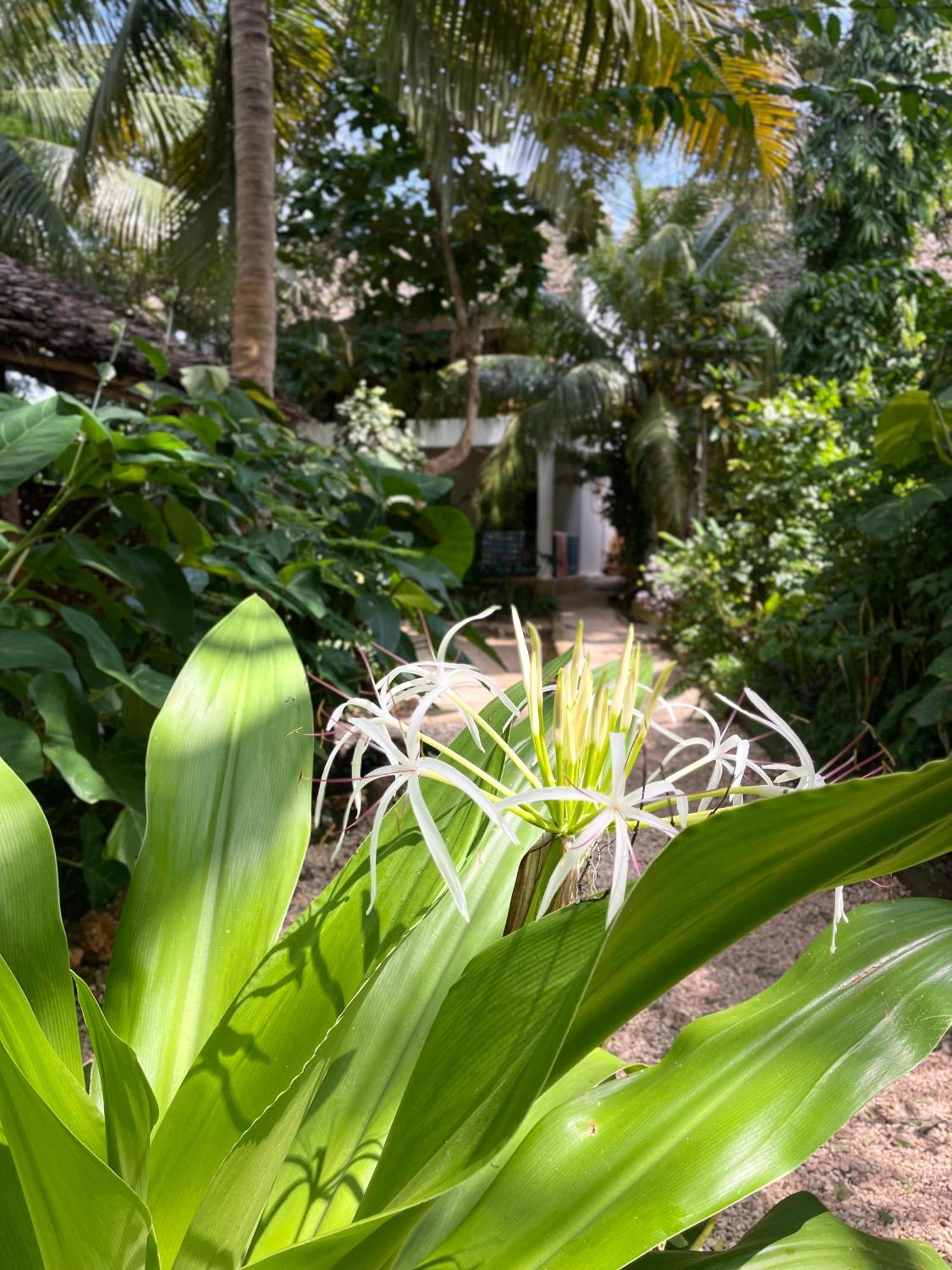 Atii Garden 2* Nungwi
