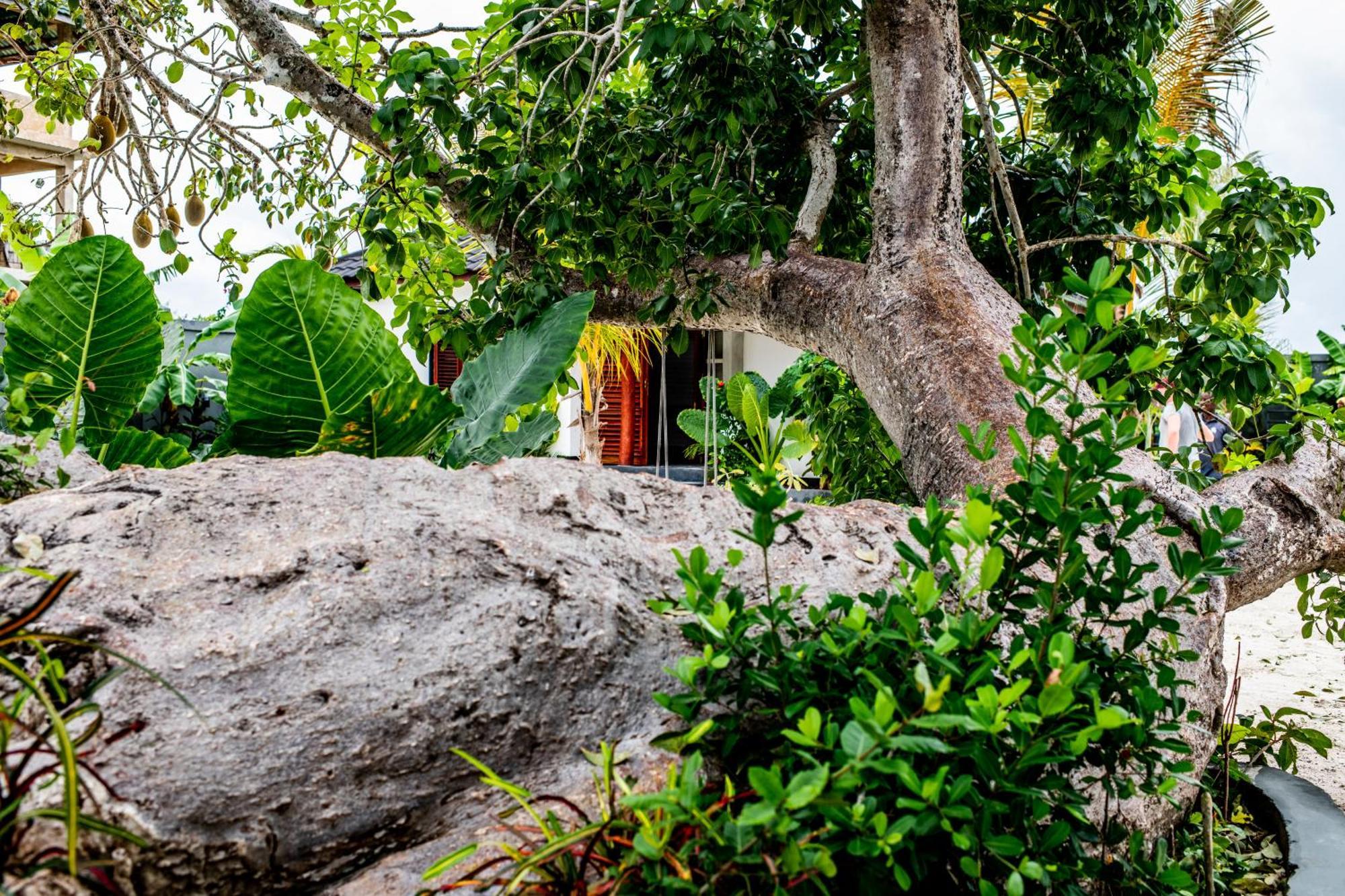 Baobab