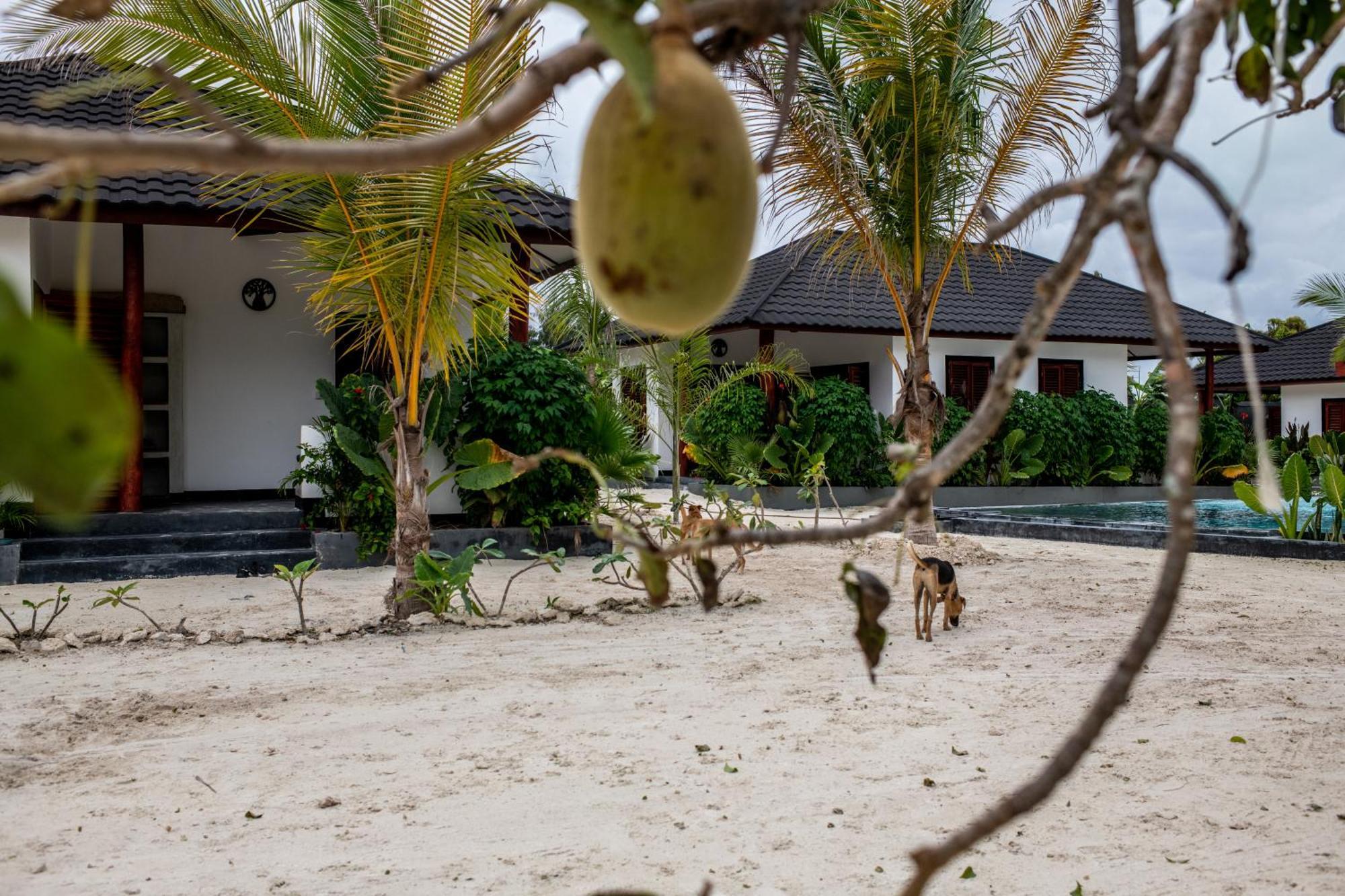 Baobab