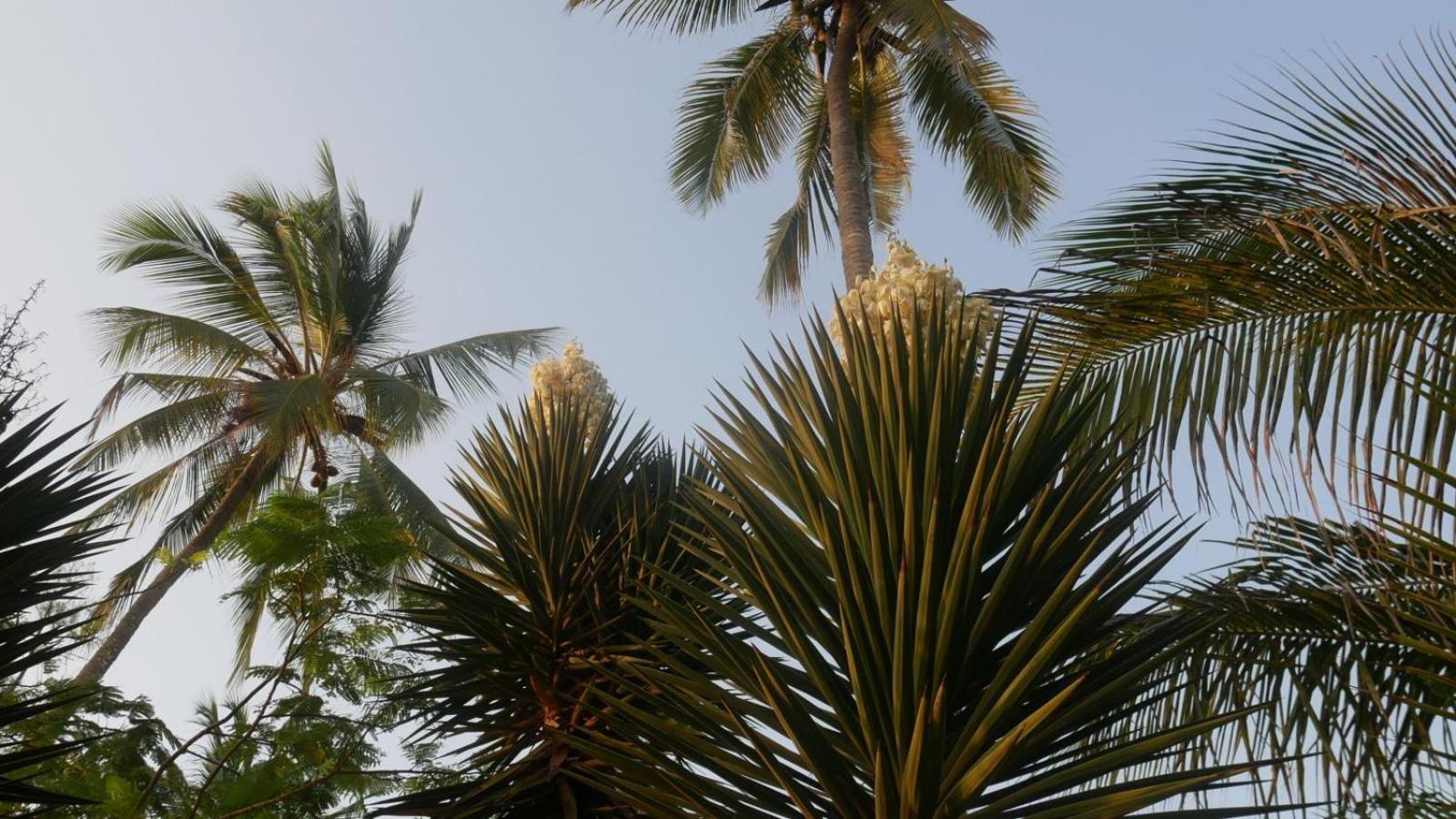 Noah Zanzibar Villa Kiwengwa (Zanzibar)