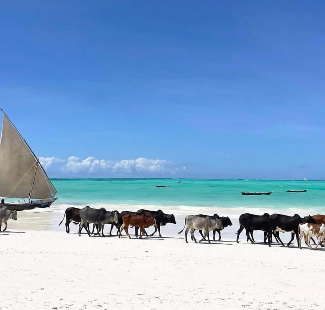 Your Zanzibar Place Paje