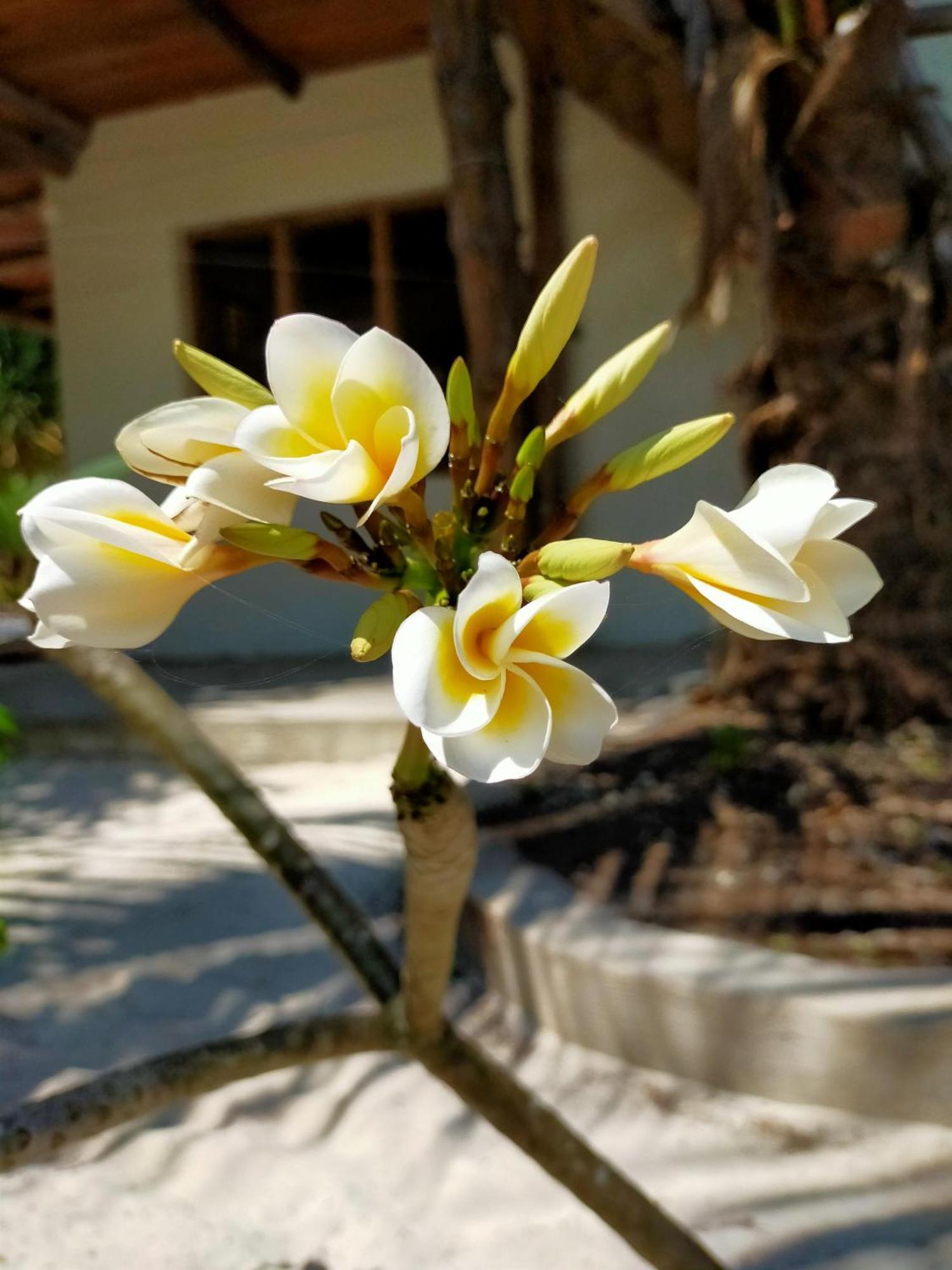 Eden Paradise Hotel 3*