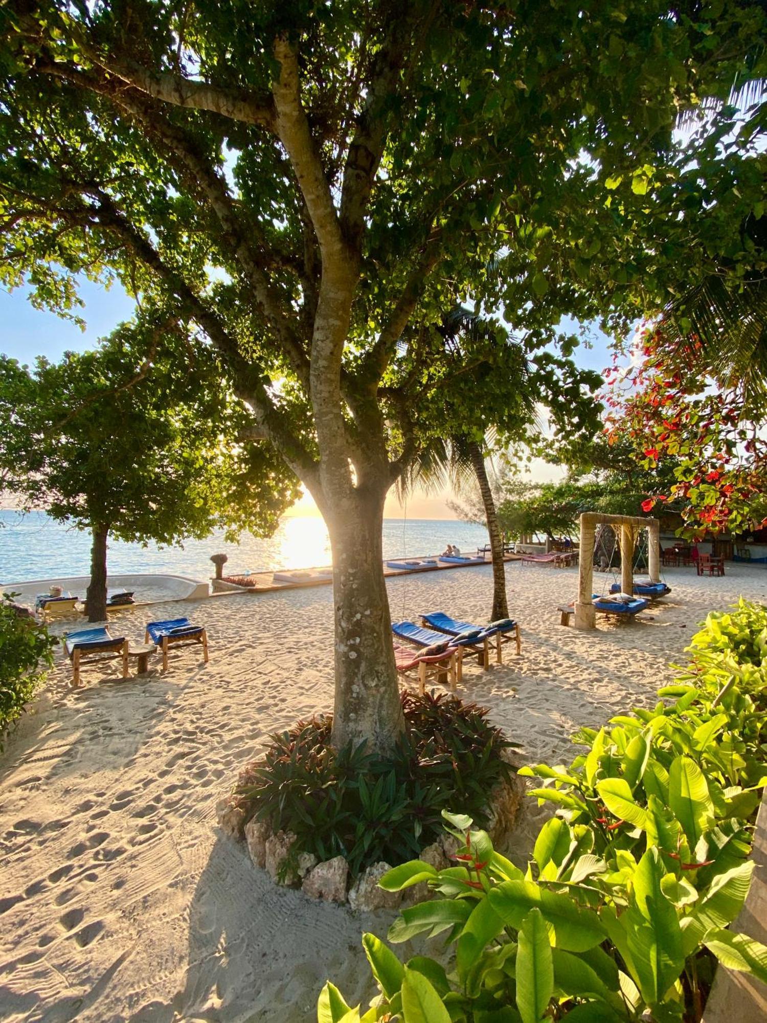 Mangrove Zanzibar