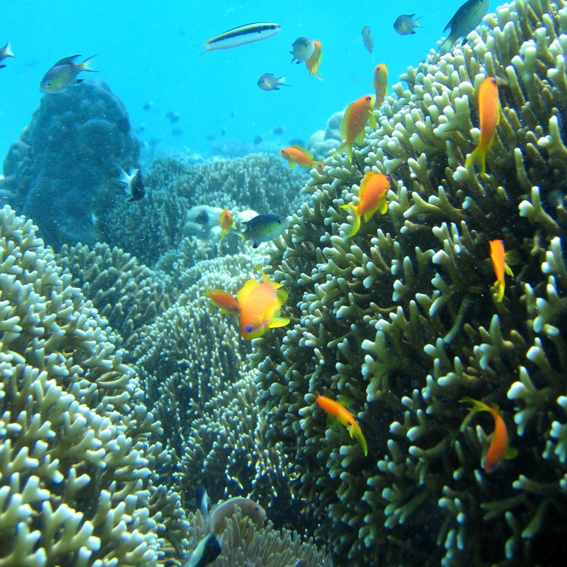 Chumbe Island Coral Park Resort 3*