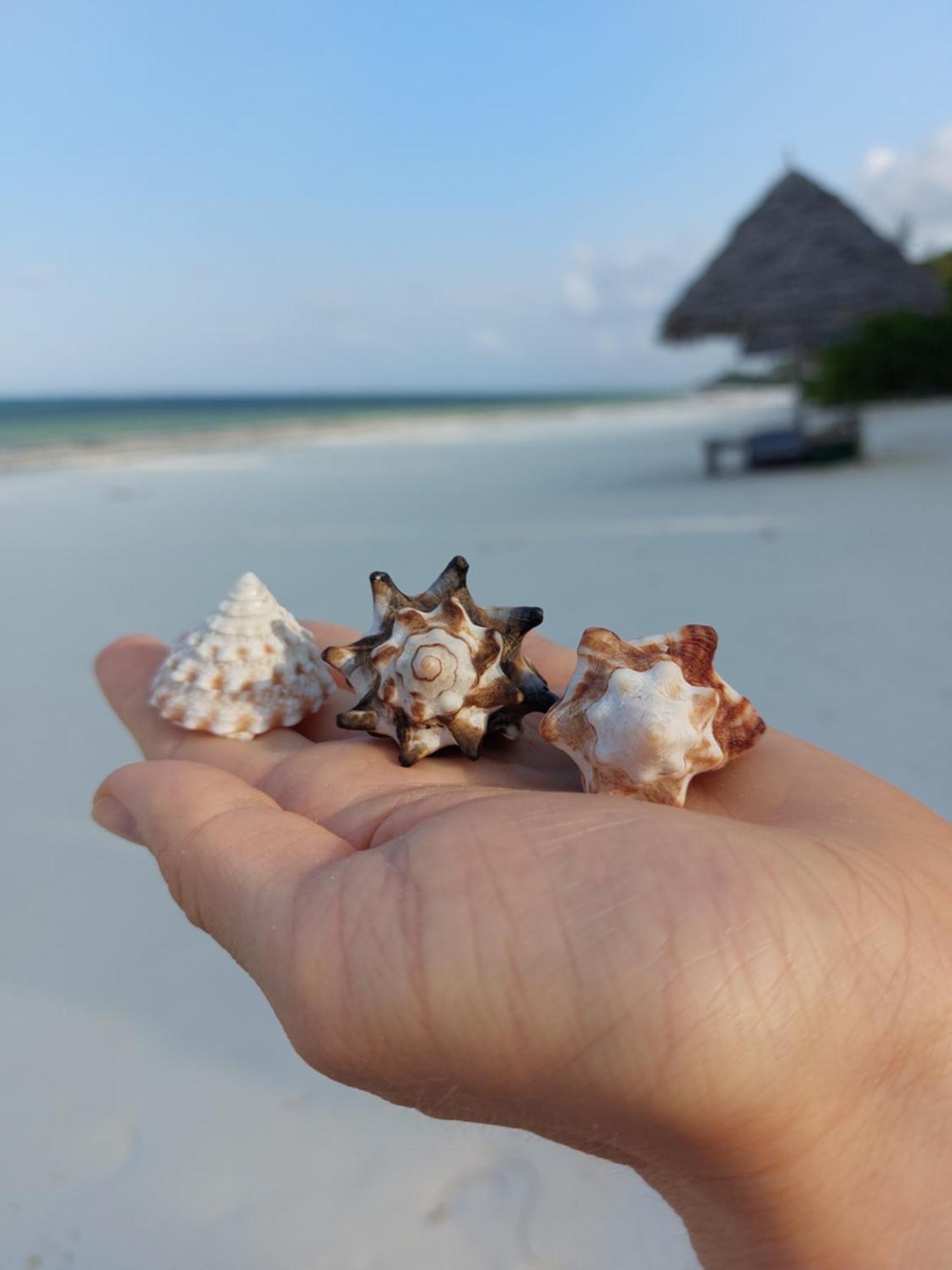 Bed & Breakfast Stonefish Jambiani