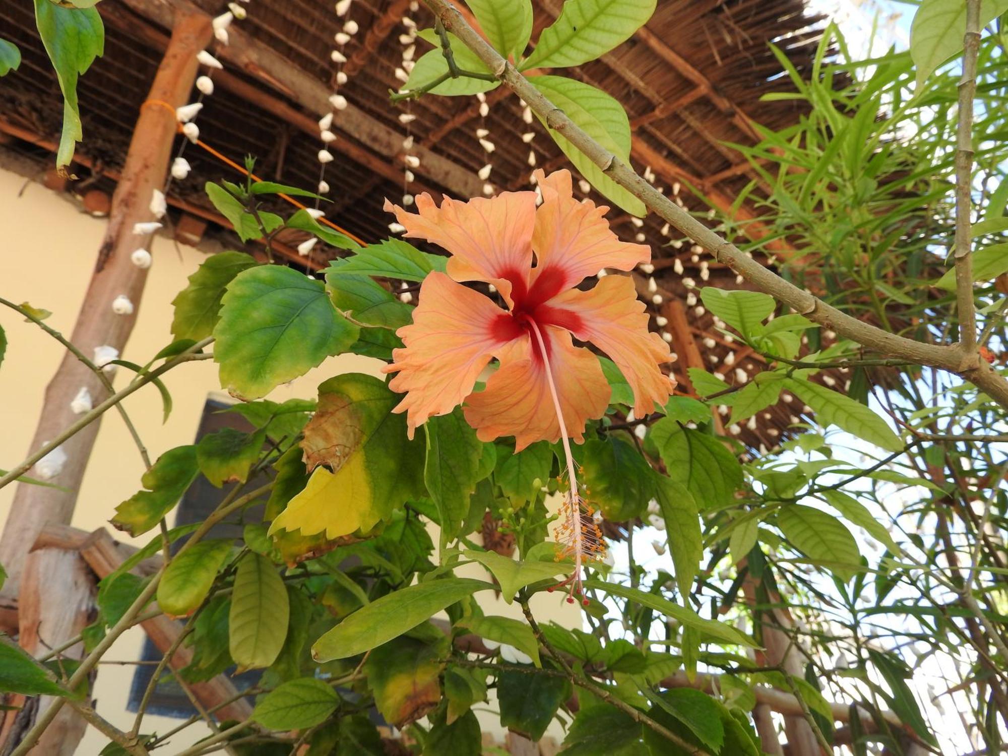 Stonefish Jambiani Bed & Breakfast *