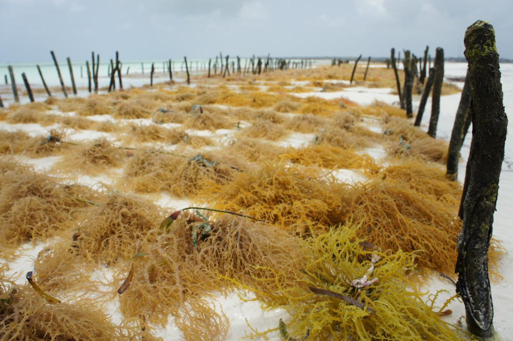 Kimte 3* Jambiani (Zanzibar)
