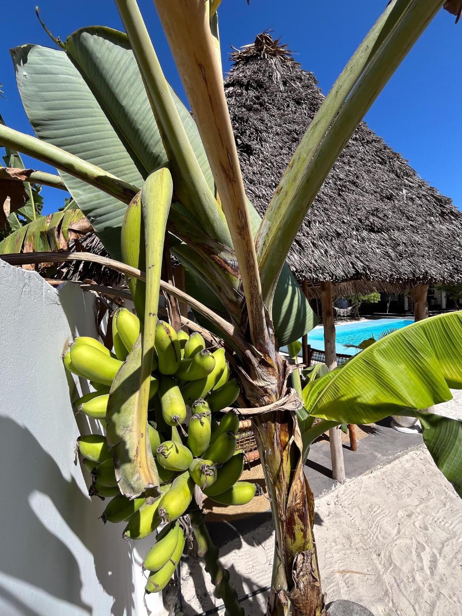 Tribe Bungalows, Bwejuu, Zanzibar Apartment
