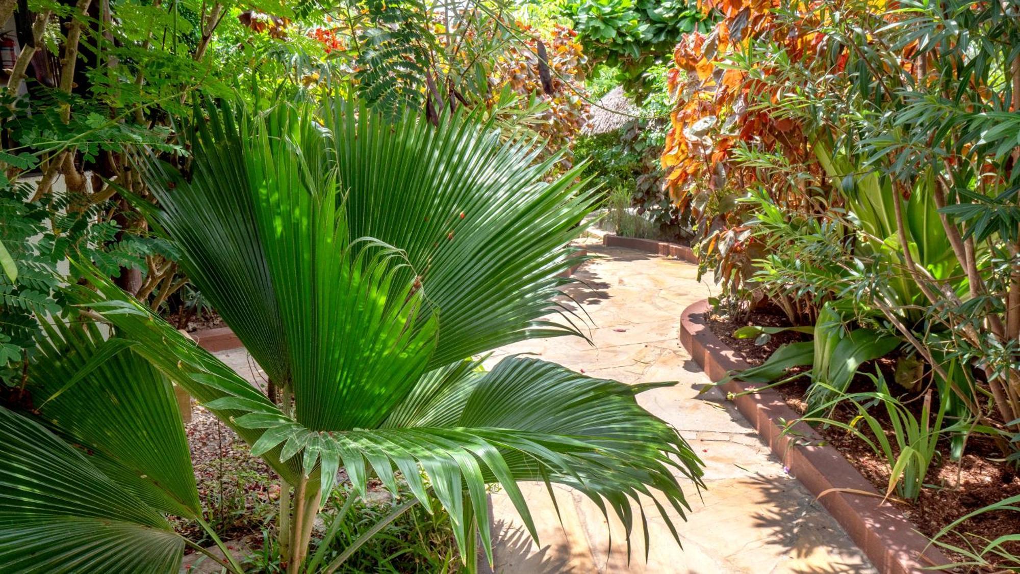Aparthotel Nyumbani Jambiani (Zanzibar)