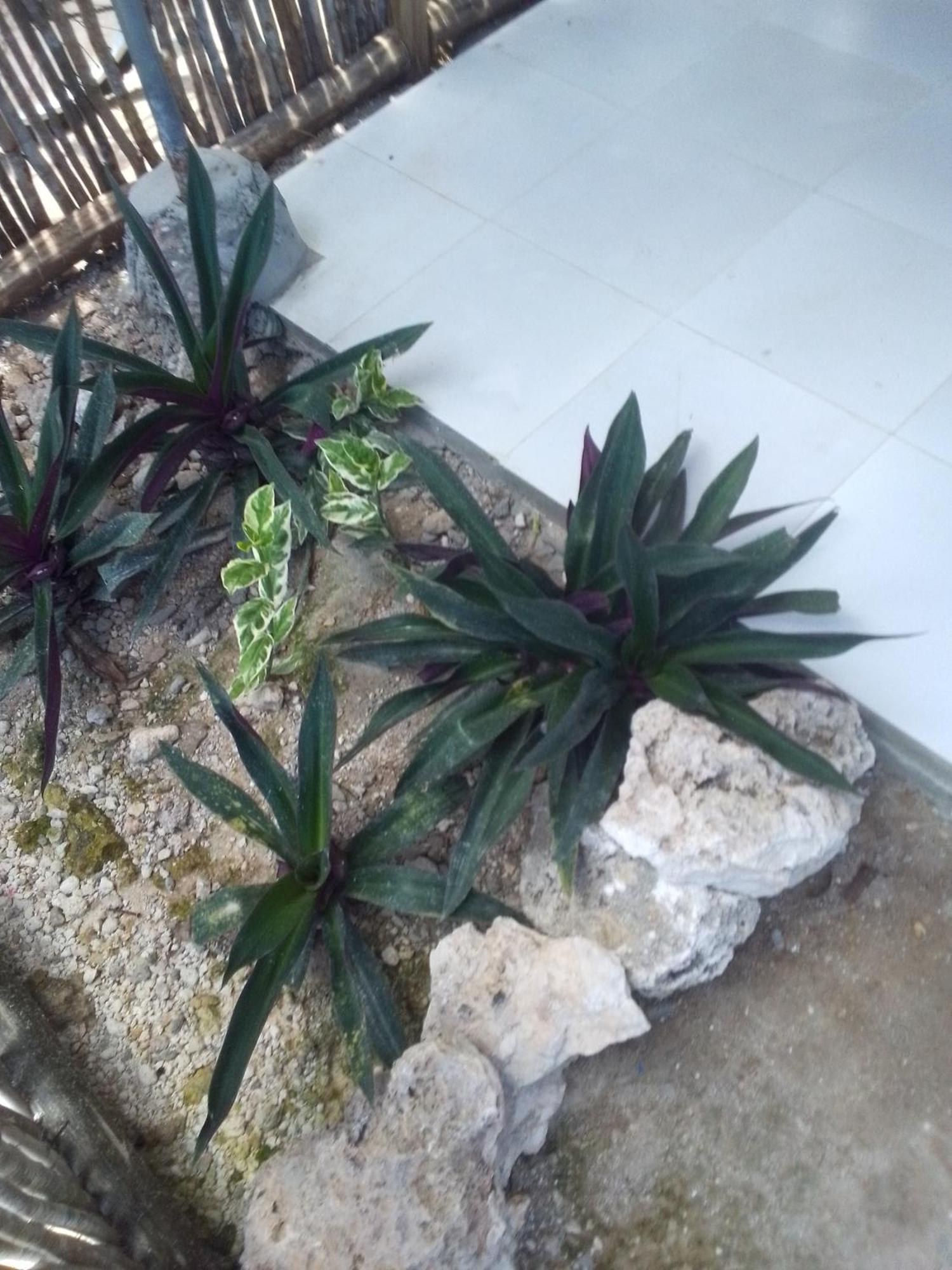 07 Matemwe Bed & Breakfast