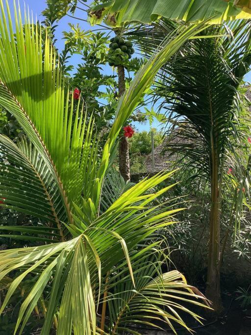 Villa Margarita Zanzibar -jambiani Jambiani (Zanzibar)