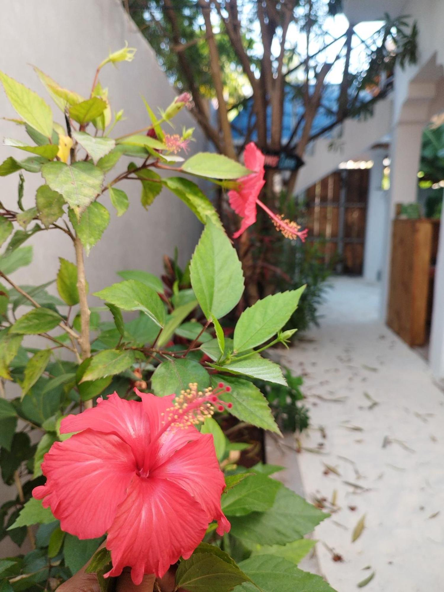 Pamoja Beach Stays Hotel In Jambiani Bed & Breakfast Jambiani (Zanzibar)