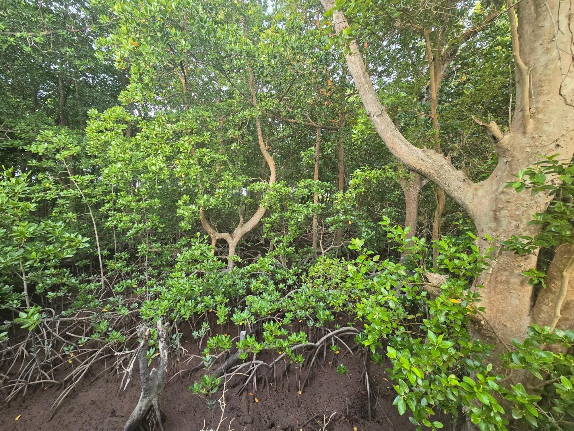 Nyumba Kuku
