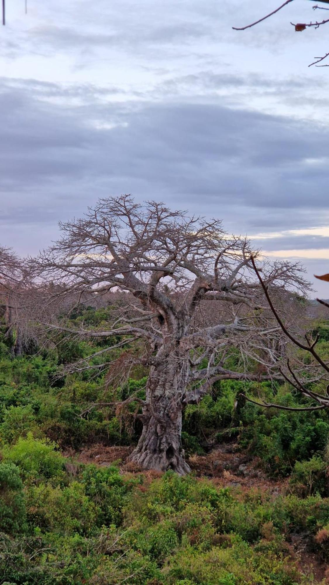 Monkey Mountain
