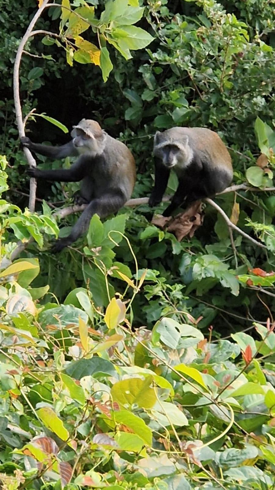 Lodge Monkey Mountain *
