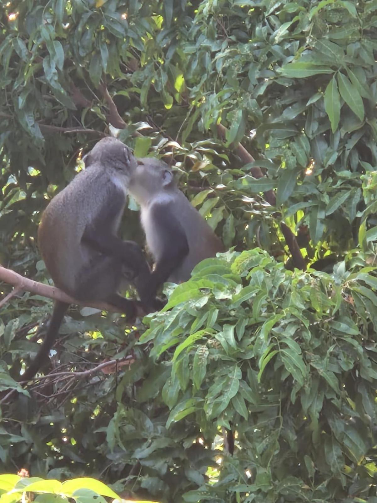 Monkey Mountain Lodge