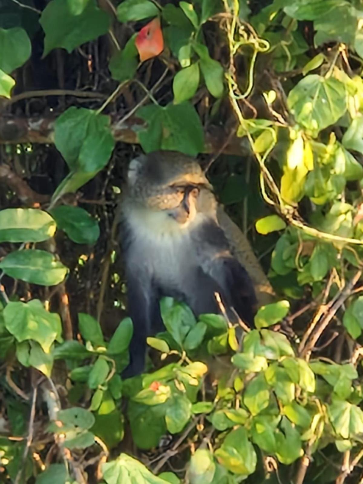 Monkey Mountain