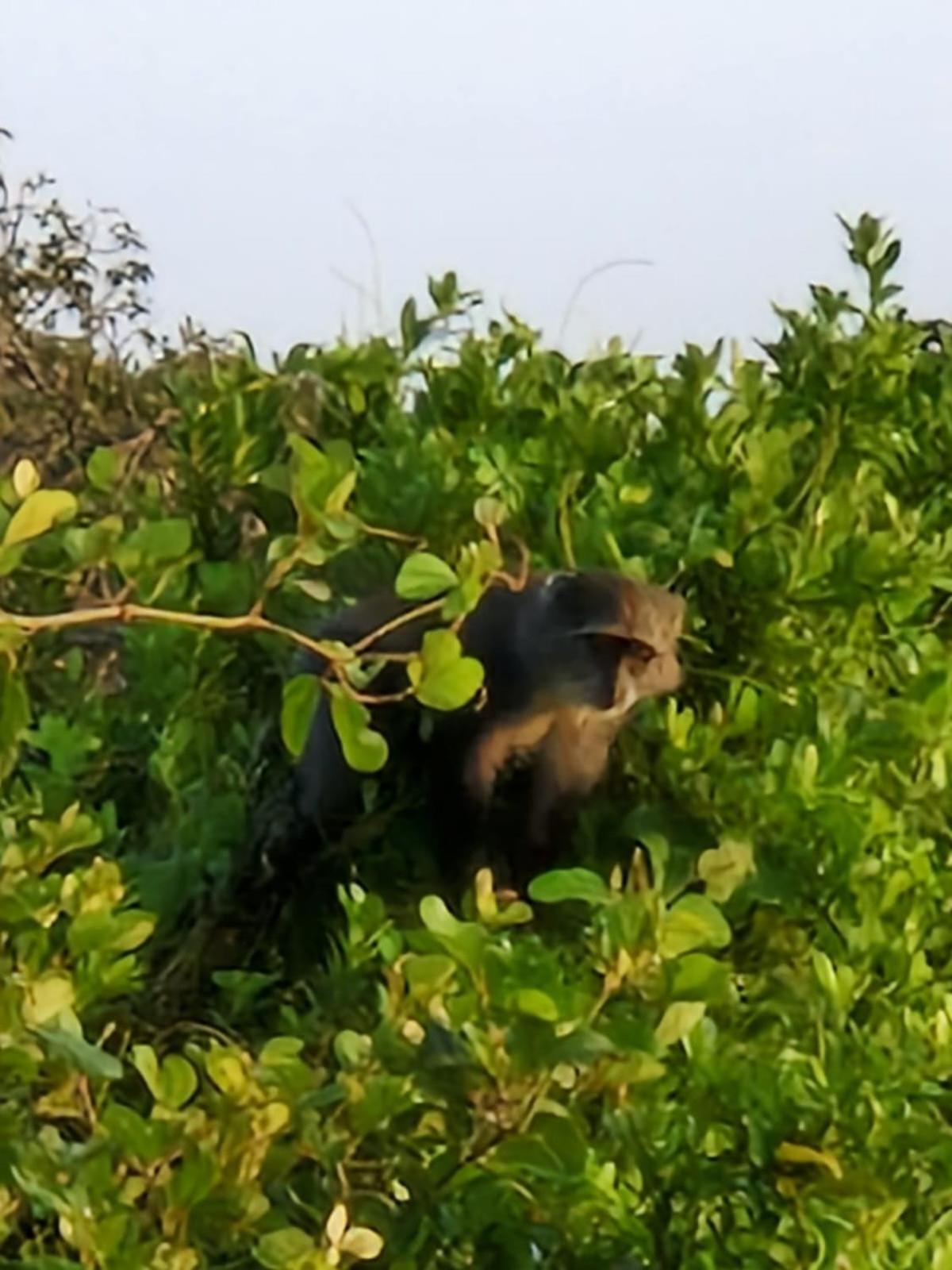 Lodge Monkey Mountain *