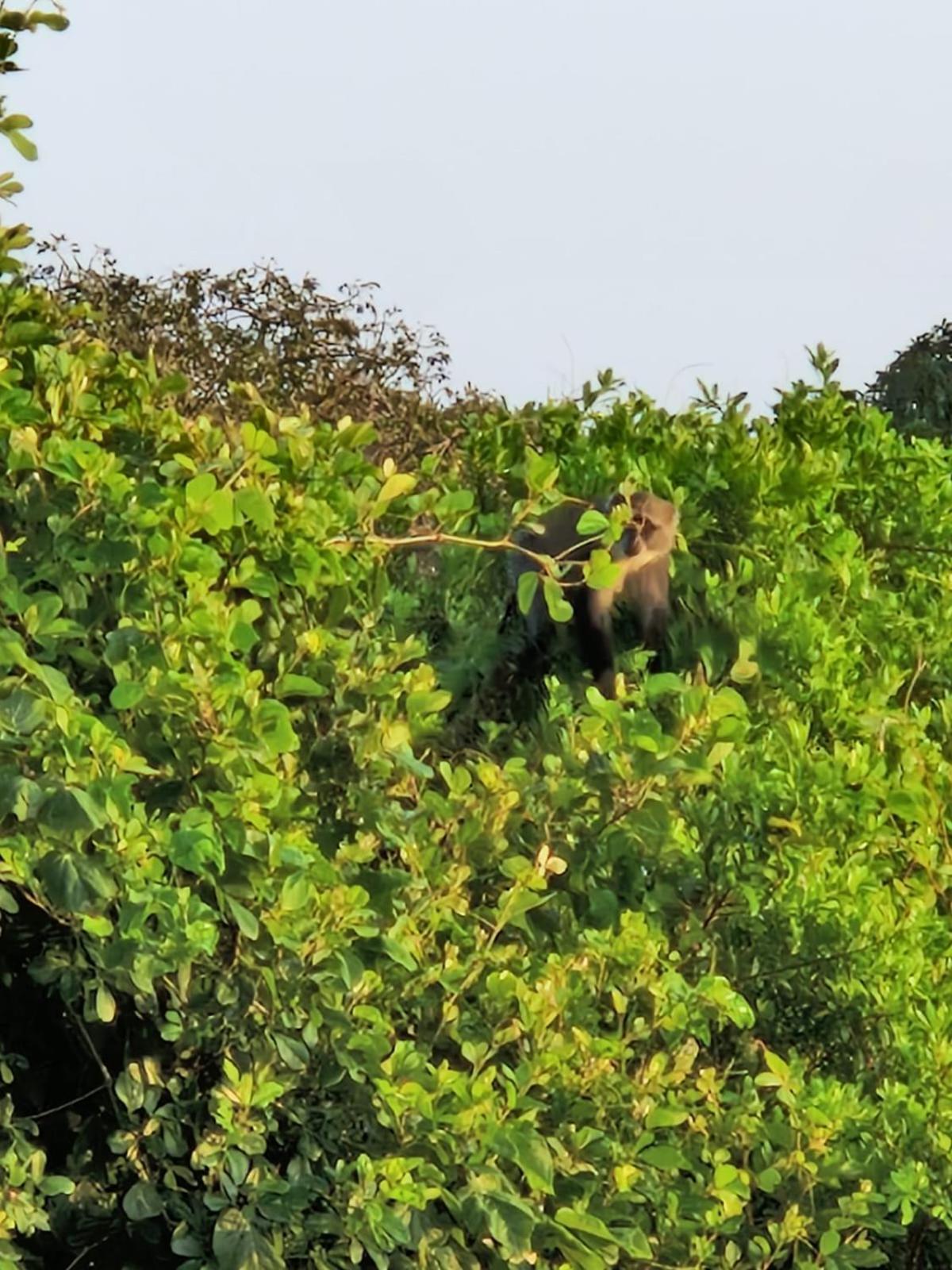Monkey Mountain