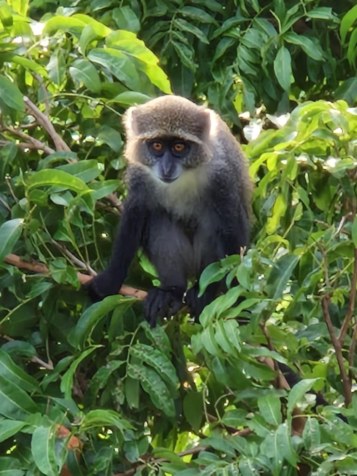 Monkey Mountain Lodge Mtende