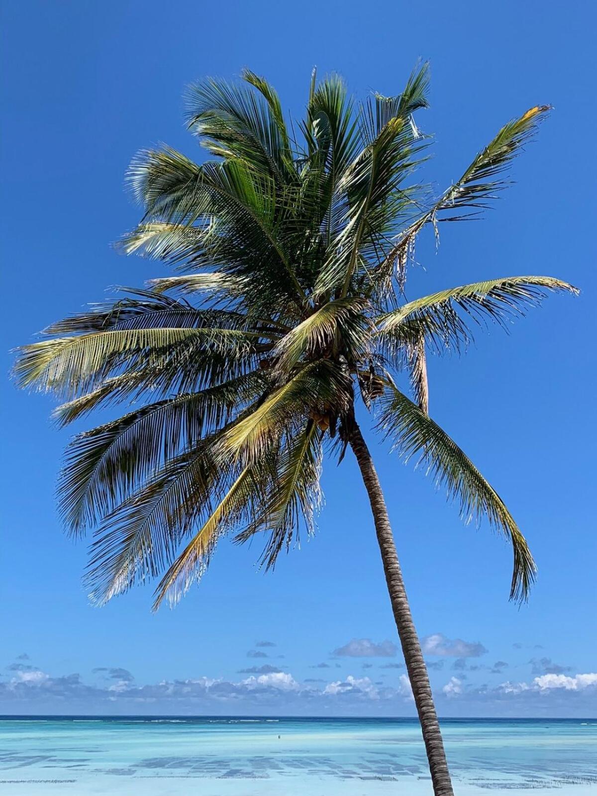 Mikoko - Zanzibar Jambiani (Zanzibar)