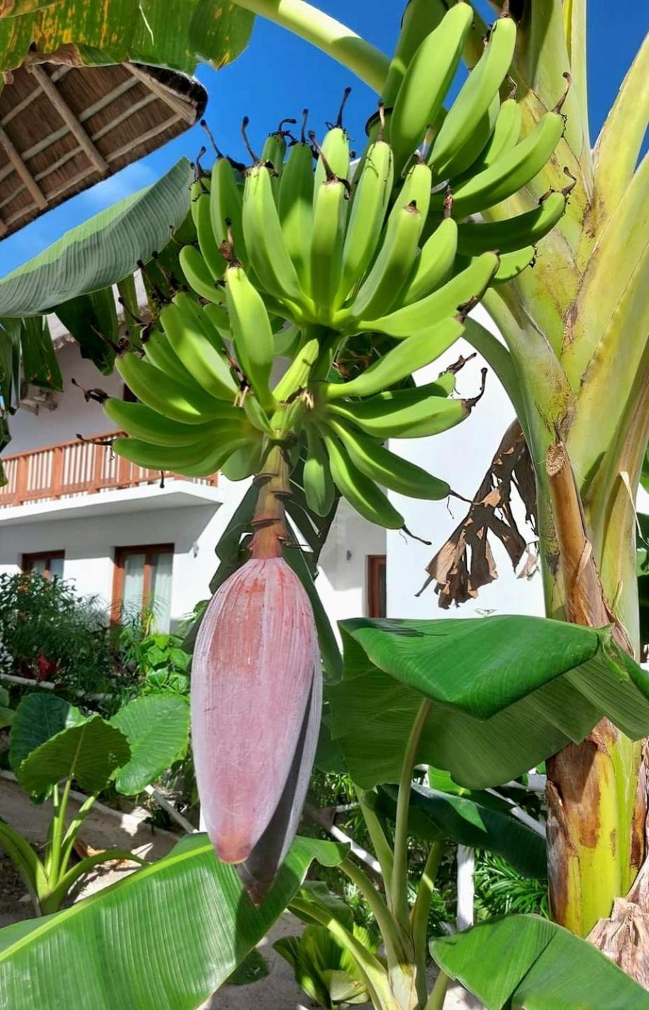 Anna's House With Pool Privatunterkunft Pingwe