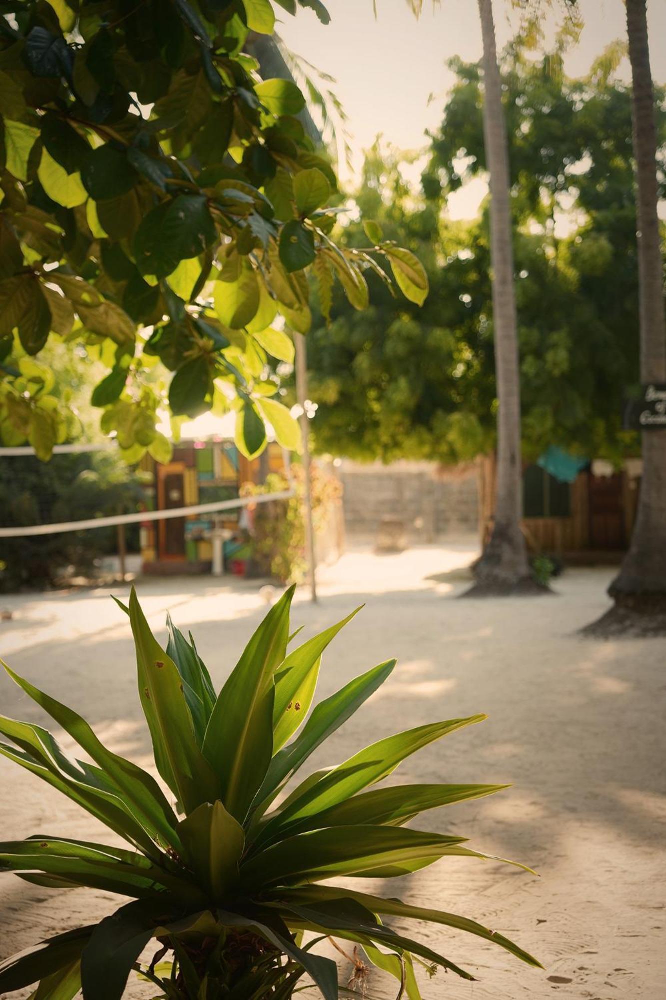 Your Zanzibar Place Hostel Paje