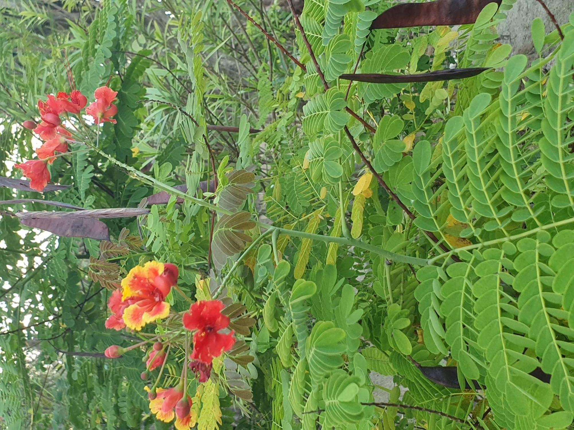 Exotic Jambiani House Vakantiehuis