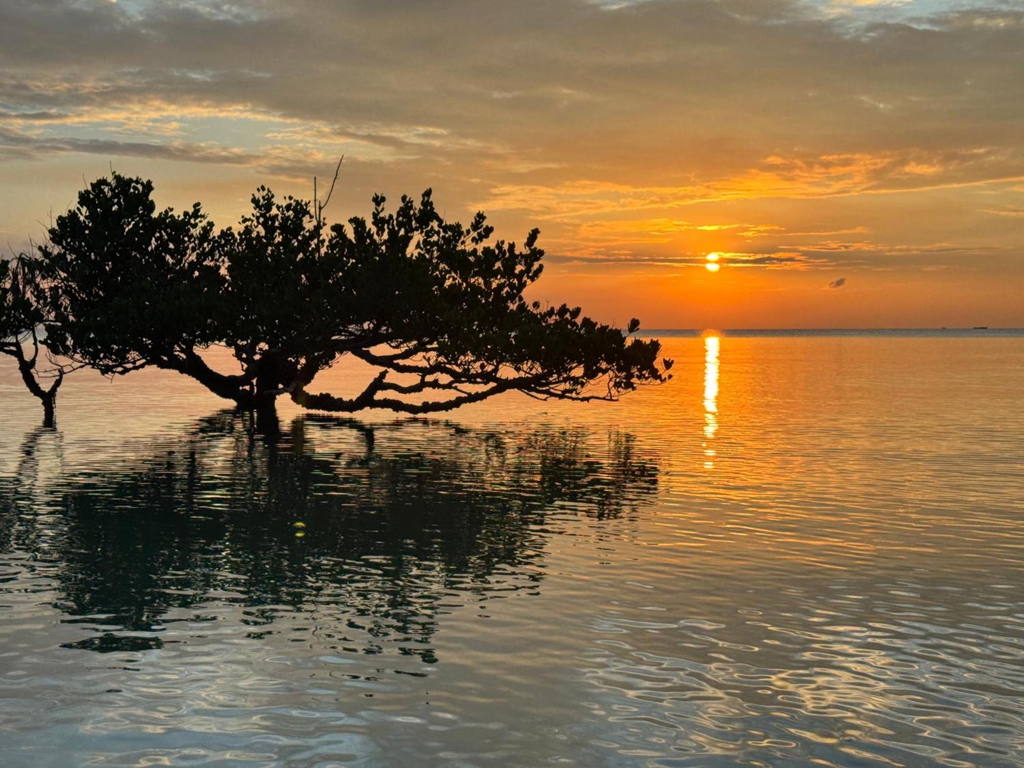 Mangrove 3*