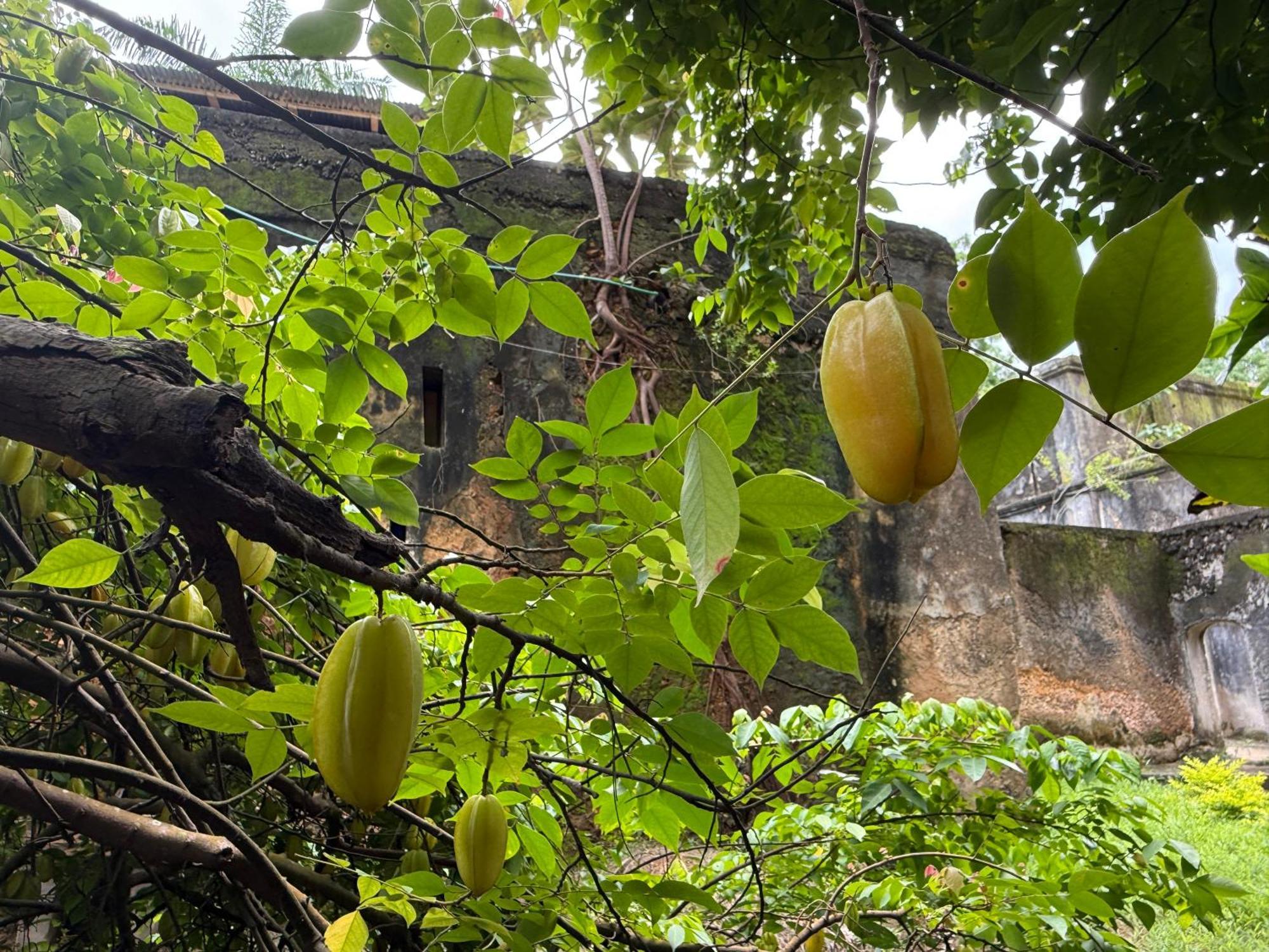 Mbweni Ruins & Gardens Previously Jungle Paradise Hotel 4*