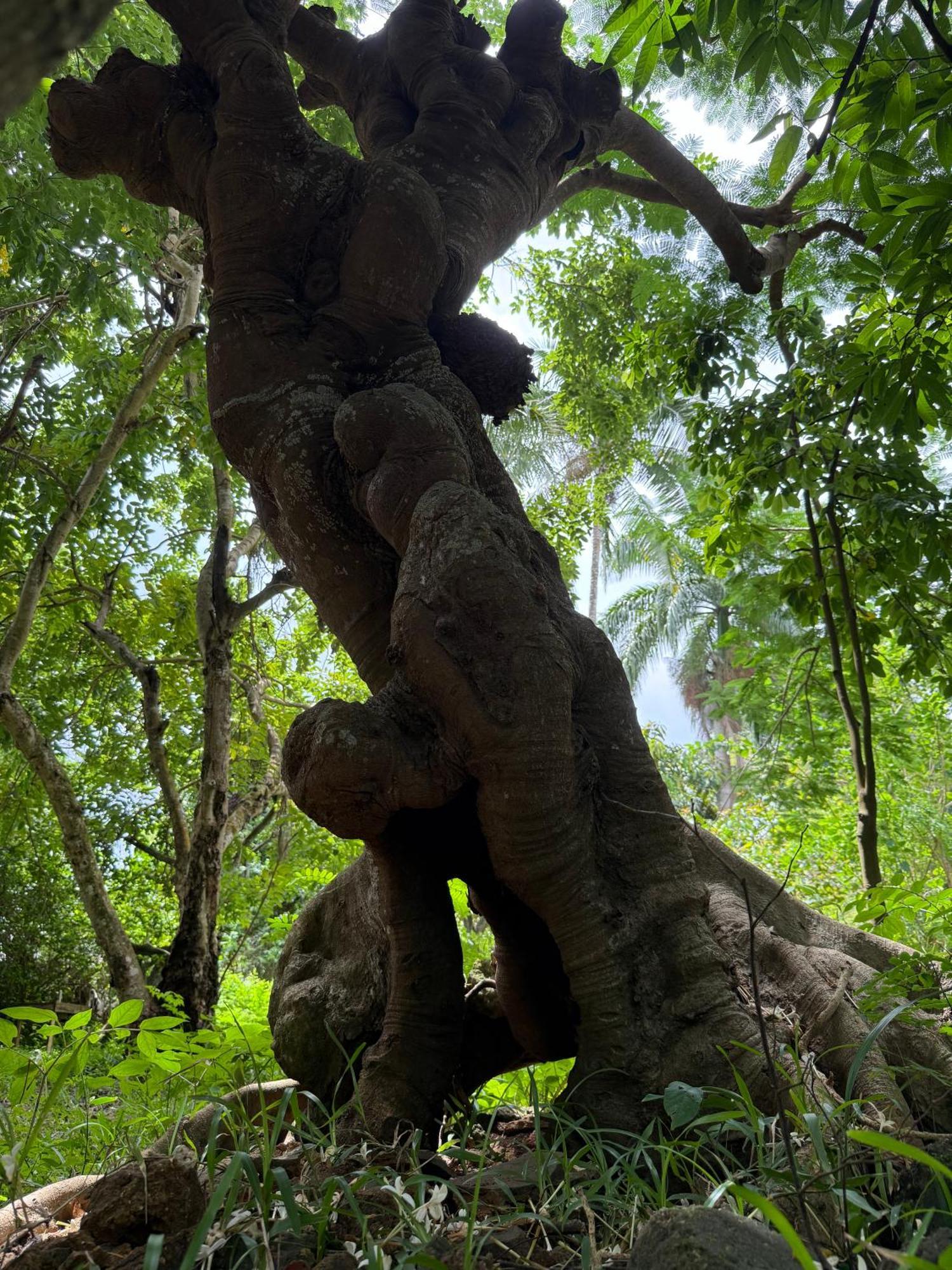 Mbweni Ruins & Gardens Previously Jungle Paradise Zanzibar