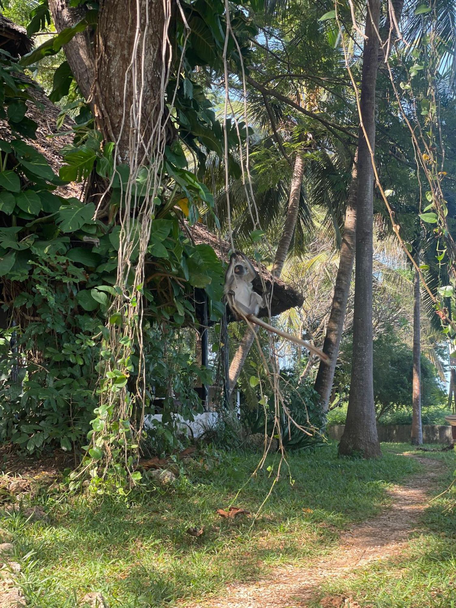 Hotel Mbweni Ruins & Gardens Previously Jungle Paradise 4*