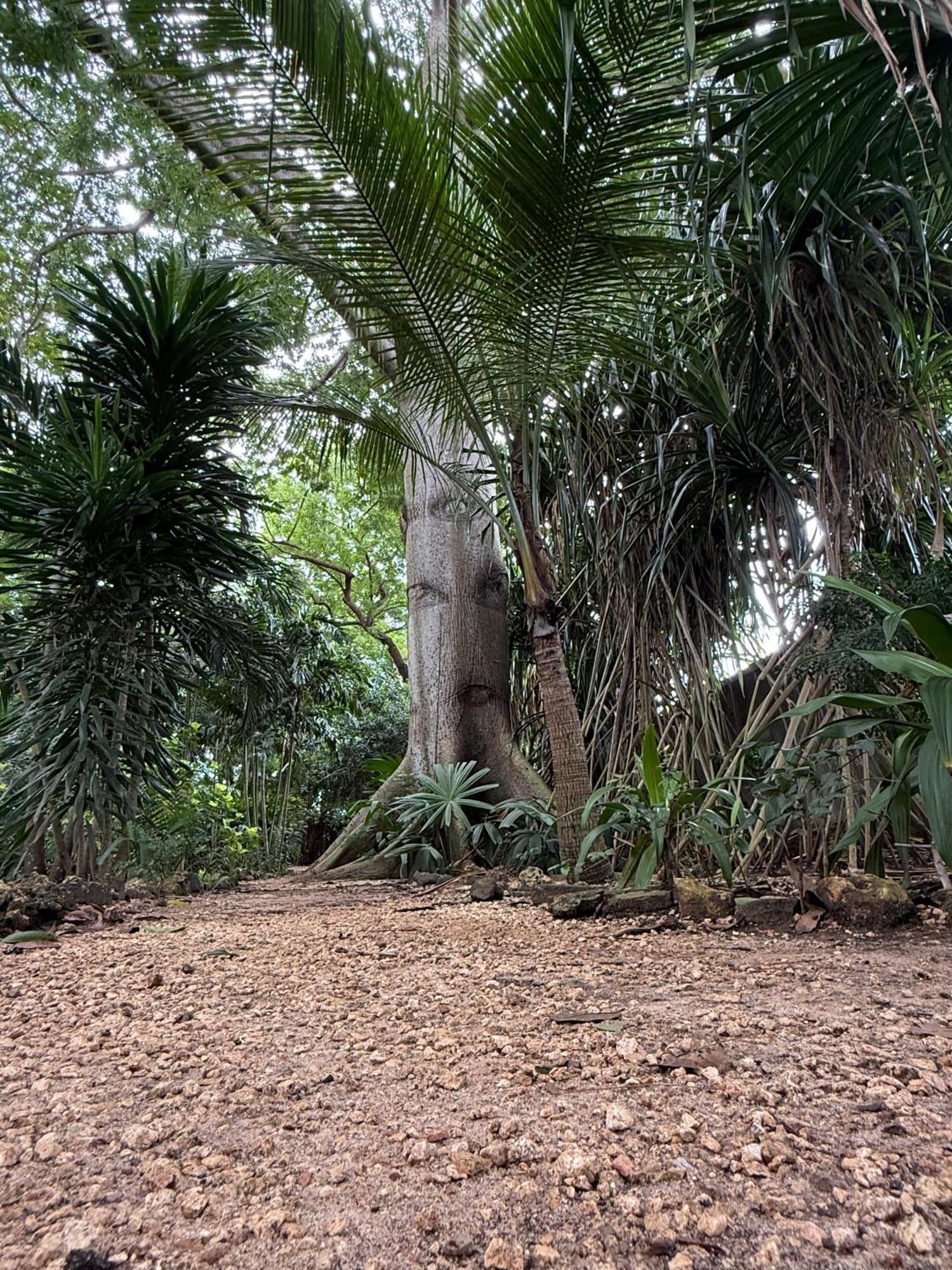 Hotel Mbweni Ruins & Gardens Previously Jungle Paradise Zanzibar
