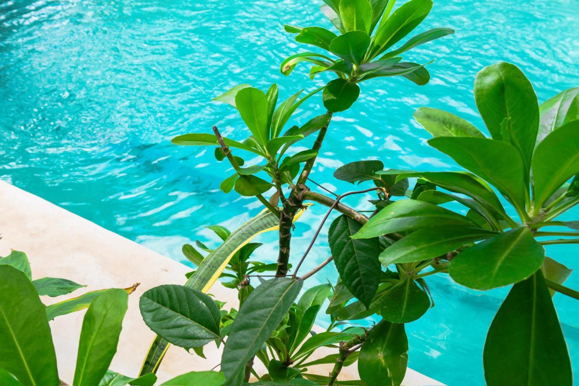 Pili Pili Oasis Jambiani (Zanzibar)